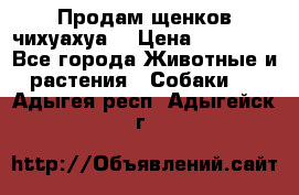 Продам щенков чихуахуа  › Цена ­ 10 000 - Все города Животные и растения » Собаки   . Адыгея респ.,Адыгейск г.
